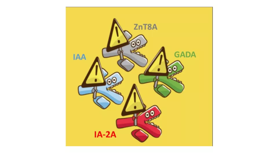 Autoantikropparna IAA, GADA, ZnT8A, IA-2A i olika färger med en varningssymbol vid varje autoantikropp. Tecknad bild.