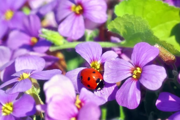 Lila blommor med en nyckelpiga. Sommarbild från pixabay. Foto.