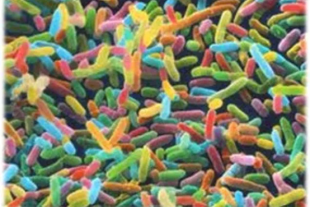 Bakterier i olika färger. Bild.