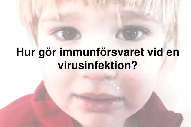 Immunförsvaret vid ett virusangrepp