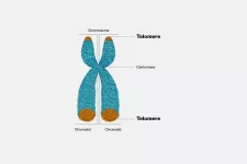 Kromosom där det visas att telomererna sitter i ändarna på kromosomen. Tecknad bild.