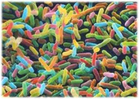 Bakterier i olika färger. Bild.
